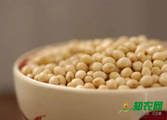 大豆行情持續(xù)疲軟 分析師：年后或?qū)⑿》嘏? width=