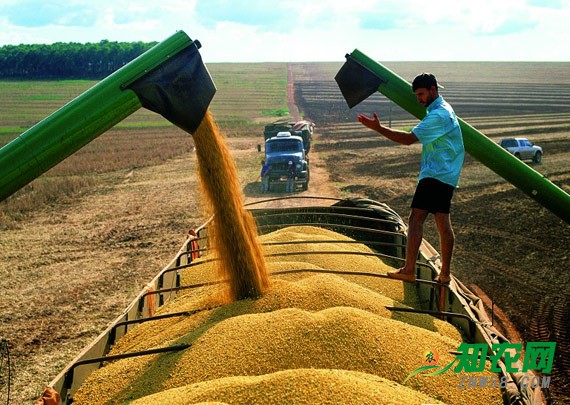 2017年大豆價格起伏大 明年種植需量力而行