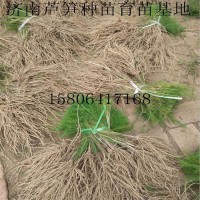 濟南千畝蘆筍種植基地批發(fā)蔬菜種子優(yōu)質(zhì)蘆筍種苗