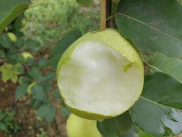 陜西蒲城早酥梨大量上市