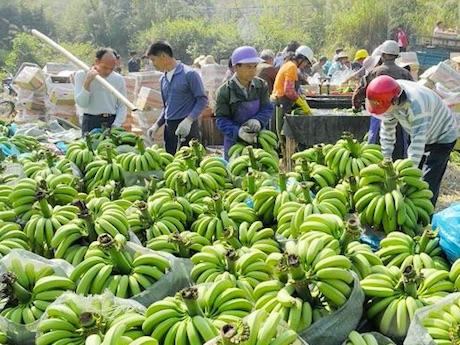 香蕉市場行情看好