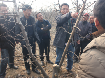 疫情防控期間，陜西梨園春季生產(chǎn)管理技術(shù)建議