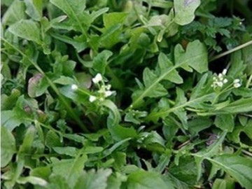 花葉薺菜種子 人們較喜愛(ài)的野菜種子品種